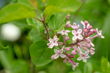 ピンクの小花のさくライラック ドワーフライラック