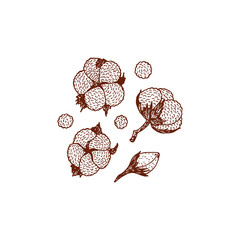 Floral collection. Cotton vector Set. Cotton plant icons. Hand drawn doodle cotton branches, cotton buds
