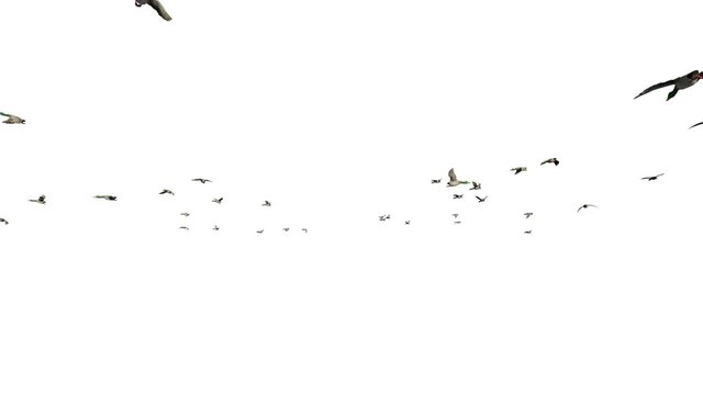 Wild ducks flying in slow motion, against white