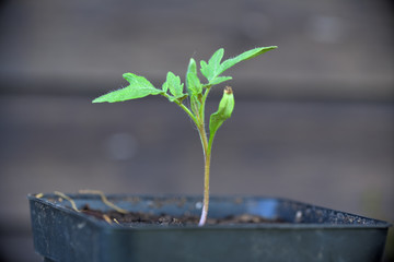 Eine junge Tomatenpflanze