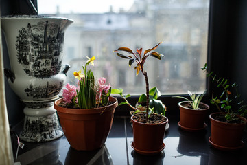 flowers in pots