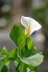 カラーという名前の花
