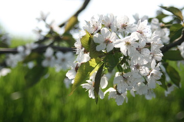 blackthorn blossom