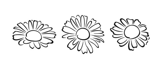 Daisy flowers set. Black and white silhouette, outline. Vector cartoon illustration of chamomile. Floral icon.