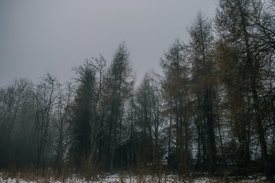 fog in the woods © Pepa