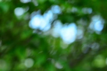 Obraz premium Blurry photo of green trees for background