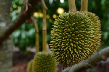 Naklejka na ściany i meble Durian screw On the tree is a delicious fruit.