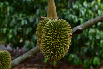 Durian screw
On the tree is a delicious fruit.