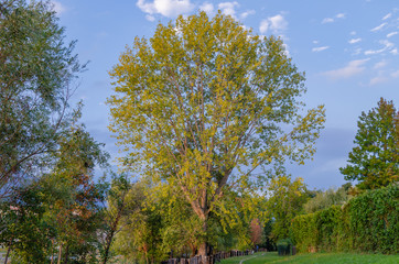Fototapeta premium trees in the park
