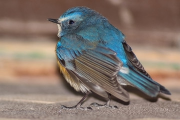 Little bird sinekhvostka