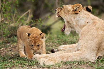 Fototapeta na wymiar Lioness yawning infront of her cub, Masai Mara