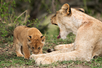 Naklejka na ściany i meble Lioness cub licking her mothers feet, Masai Mara