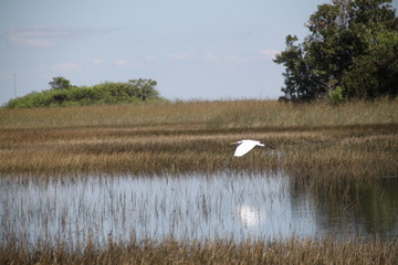 Everglades wet land swamp natural landscape