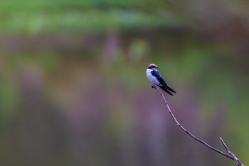 Wire Tailed Swallow perched on a trig.