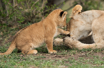 Obraz na płótnie Canvas Lioness cub touching her mother, Masai Mara