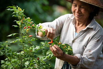 Choosing fresh red or chilli peppers in the natural garden and Asian agricultural background