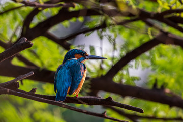 Close shot of a Common Kingfisher .