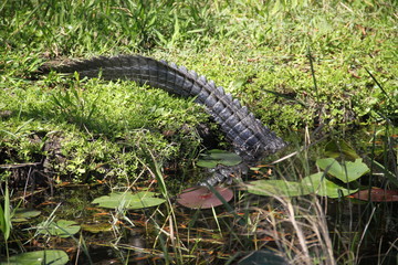 Alligator wild reptile in wetland everglades 