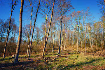 Panoramic view of the beech forest. Forest felling.