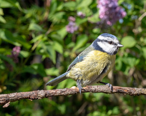 Fototapeta premium A Blue Tit sitting on a branch