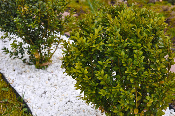 boxwood bush