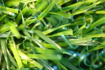 bright green grass closeup background