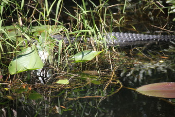 Alligator wild reptile in wetland everglades 