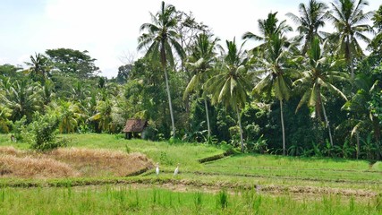 Fototapeta na wymiar Rice Terrace in Ubud- after harvest , Bali, Indonesia