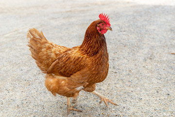 Portrait of a hen