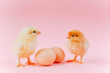 Yellow cute small two chicks sitting in nest near eggs on pink background. Concept of easter postcard. Organic meat and egg on farm.