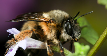 Closeup of Hairy-footed flower bee, Anthophora plumipes