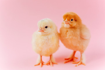 Yellow cute small two chicks sitting in nest near eggs on pink background. Concept of easter postcard. Organic meat and egg on farm.