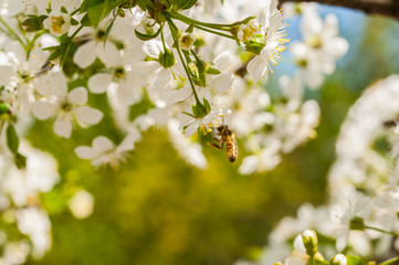 A bee collects nectar on flowers.Insect in nature