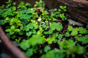 green plant growing in a garden