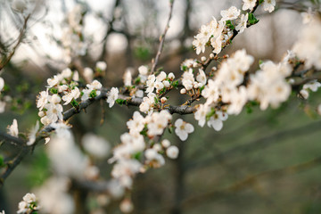 Obraz premium with a lot of white,delicate cherry blossom flowers. branches of a blooming plum tree on background of green grass in light of setting sun. huge blooming tree. seasonal trend.natural concept.
