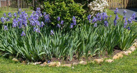 Spring irises planted in front lawn.  © Noel