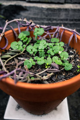 Green sprouts growing in a pot