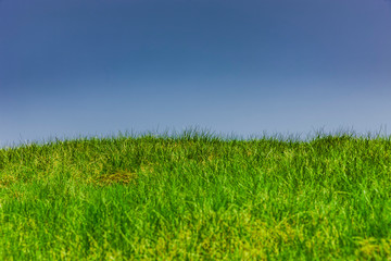 Obraz premium Grüne WIese vor Blauem Himmel