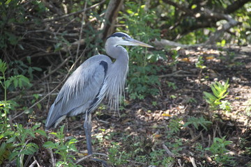 Grey common heron wetland everglades