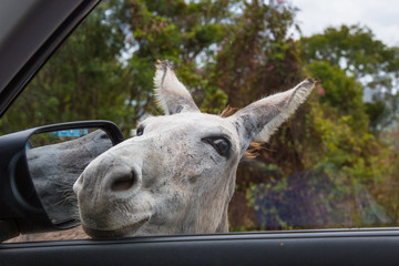Wild Donkey with head in car window  on the Caribbean Island of St John in the US Virgin Islands
