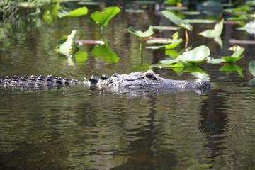 Alligator wild reptile in wetland everglades 