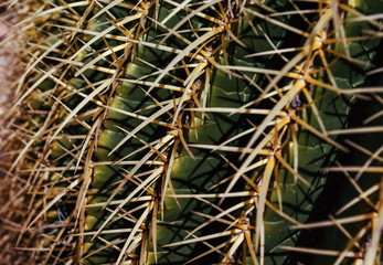 green cactus with spines