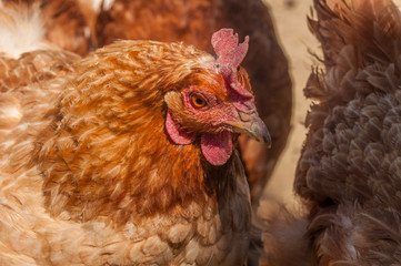 Chickens in the yard eat grass. Domestic animals.