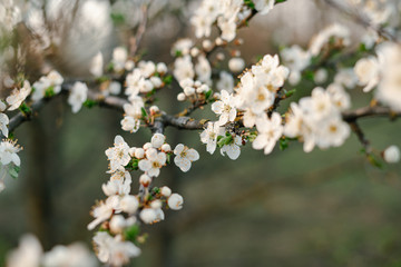 with a lot of white,delicate cherry blossom flowers. branches of a blooming plum tree on background of green grass in light of setting sun. huge blooming tree. seasonal trend.natural concept.