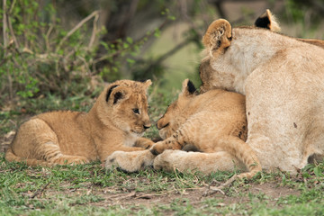 Obraz na płótnie Canvas Lioness and her cubs resting, Masai Mara