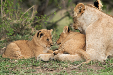 Fototapeta na wymiar Lioness and her cubs loving each other, Masai Mara