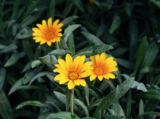 yellow flowers like daisies in the leaves