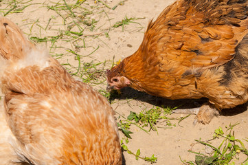 Chickens in the yard eat grass. Domestic animals.