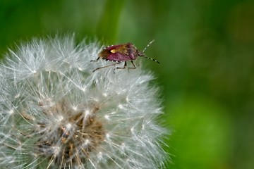 Sloe bug on a dandelions