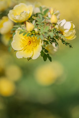 Chinesische Goldrose (Wildrose) - gelbe Bl&uuml;ten an einem Strauch